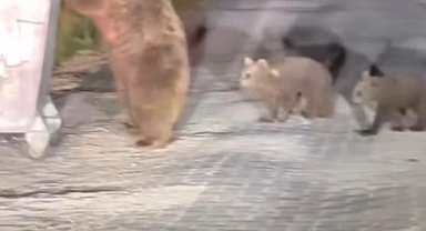 Uludağ'da boz ayı paniği...Yavrularıyla çöp karıştırırken saldırdı