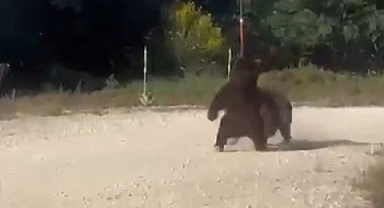 Yolun ortasında güreşe tutuşan ayılar, uçurumdan yuvarlandı