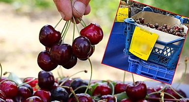 Bunu da gördük! Kirazın kilo fiyatı 1000 lirayı aştı