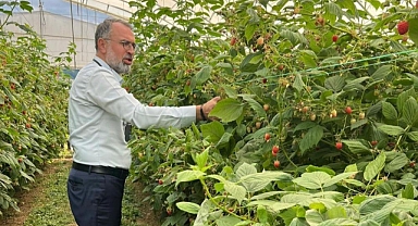 Uludağ'dan Sırbistan'a ahududu üretiminde uluslararası işbirliği adımı