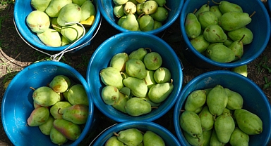Avrupa armudu İtalya'dan değil Bursa'dan yiyor