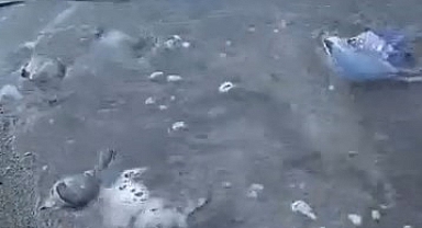 Mavi Denizanaları Gemlik Sahilini Sardı