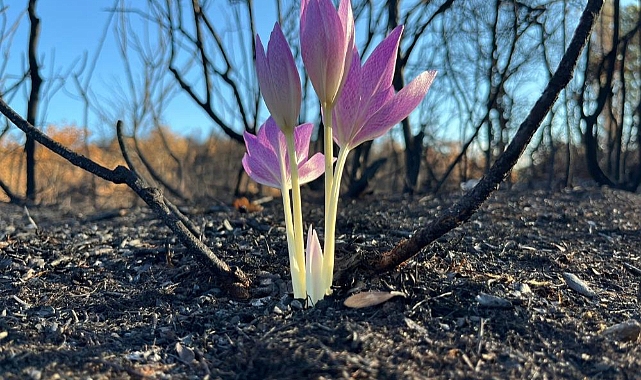 Bursa Yenişehir'de Yangın Sonrası Açan Güz Çiğdemi Umut Oldu