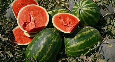 Karpuzun Fiyatı 70 Kilometrede 30 Katına Çıkıyor