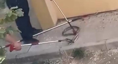 Konut bahçesinde 1,5 metre uzunluğunda yılan görüldü