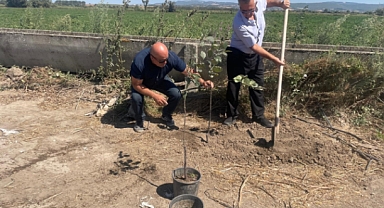 Orman Yangınlarında Kaybedilen Her Ağaç Yerine 10 Fidan