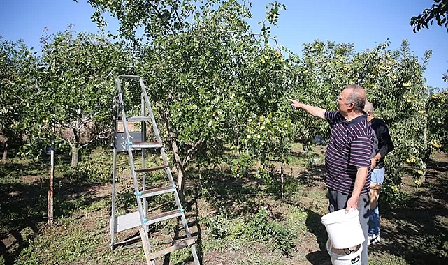Hünnap Üretimi Yayılıyor