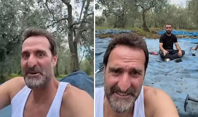 'Köfte Necmi' Timur Acar, İznik'te İlk Zeytin Hasadını Yaptı