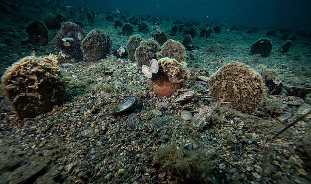 Marmara'da Pina Sayısı Artıyor