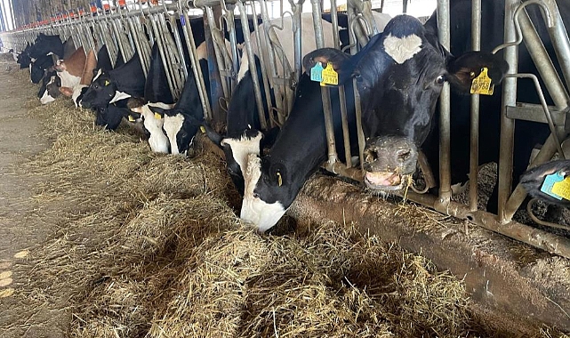 TÜSEDAD Başkanı Doğru: Şap ve Üç Gün Hastalığı Et Fiyatlarını Düşürdü