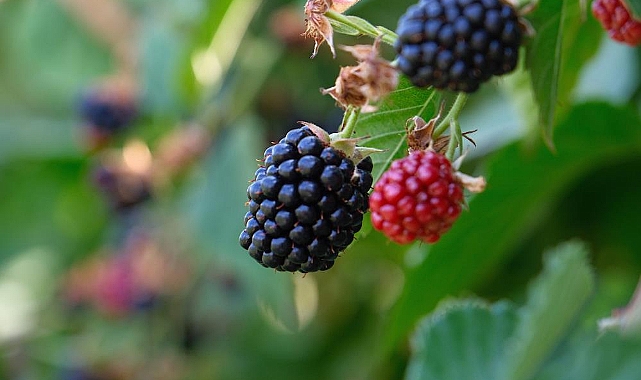 Bursa Büyükşehir Belediyesi Fide ve Fidan Desteği İçin Son Başvuru 30 Kasım
