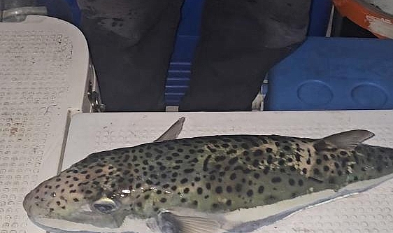 Gemlik Körfezi'nde Tehlikeli Benekli Balon Balığı Alarmı