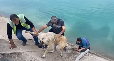 İki çocuklu kahraman anne Fırat’a düşen kangalı böyle kurtardı
