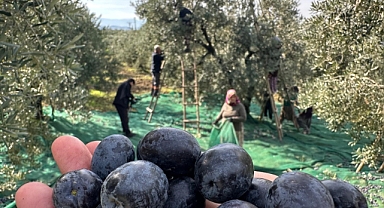 Katırlı Zeytinini Yağışlar Kurtardı: Rekolte Az, Kalite Yüksek