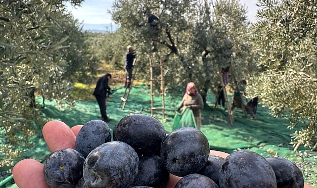 Katırlı Zeytinini Yağışlar Kurtardı: Rekolte Az, Kalite Yüksek