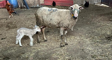 Prof. Dr. Sezgin Şentürk: