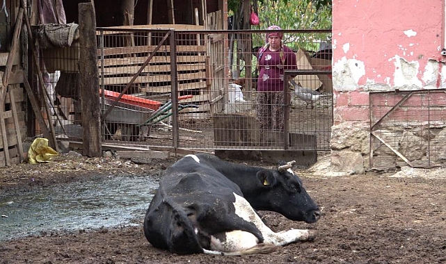 Prof. Dr. Sezgin Şentürk: Şap hastalığında yeni varyantlarla karşı karşıya olabiliriz