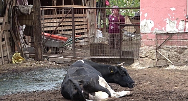 Prof. Dr. Sezgin Şentürk: Şap hastalığında yeni varyantlarla karşı karşıya olabiliriz