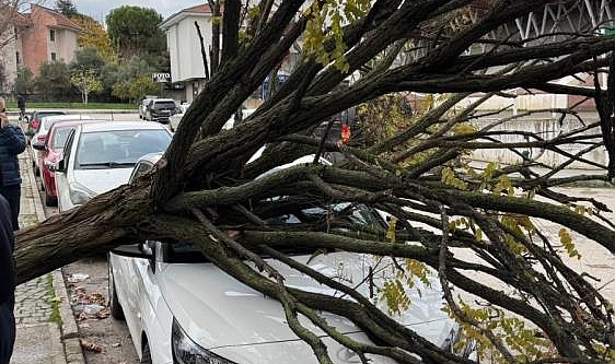 Bursa'da Ağaç Park Halindeki Araçların Üzerine Devrildi