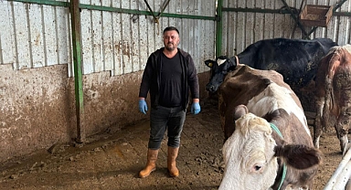 Bursa Yenişehir'de Şap Vurgunu