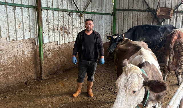 Bursa Yenişehir'de Şap Vurgunu