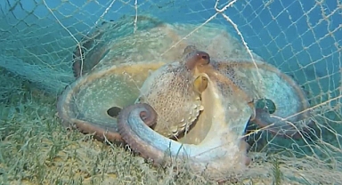 Denizler ve İç Sulardan 360 Bin Metrekare Hayalet Ağ Çıkarıldı