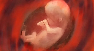 Gebelik Öncesi 3 Aylık Hazırlık: Yumurtanın Gizli Yolculuğu