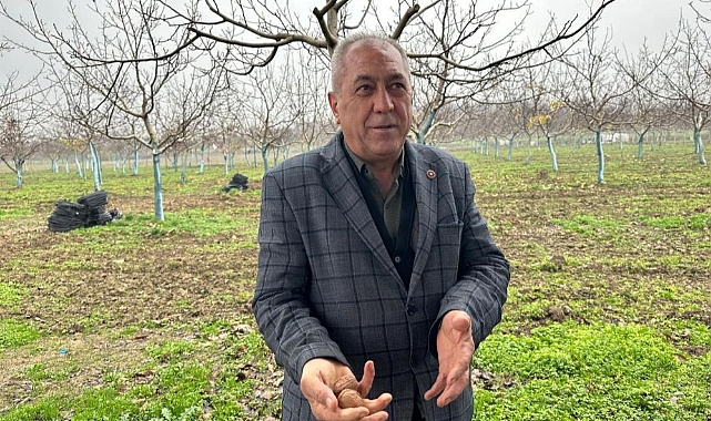 İnegöl'de 20 Yılda Ceviz Atağı