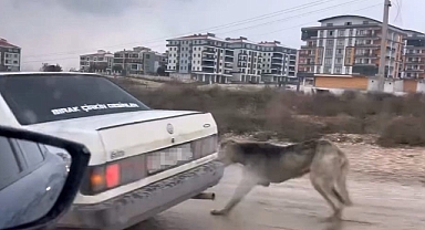 İnegöl'de Köpeği Aracın Arkasına Bağladı, Tepki Yağdı