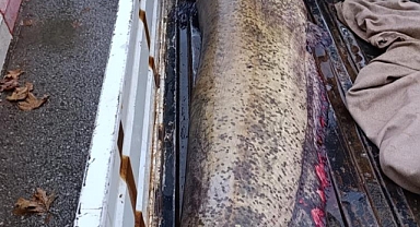 İznik'te 65 Kiloluk Dev Yayın Balığı Yakalandı