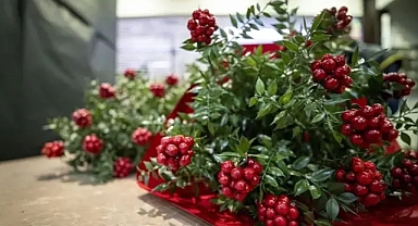 Kokina Çiçeğinin Bilimsel Adı ve Yılbaşı Geleneği