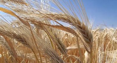 Türkiye'de Arpa Ekiliş Alanları Artıyor