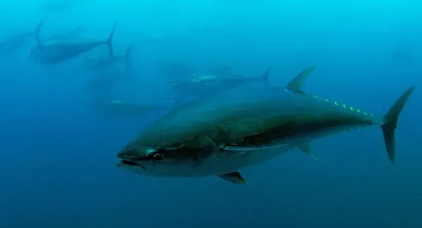 Türkiye'nin Mavi Yüzgeçli Orkinos Kotası Yüzde 20 Artırıldı