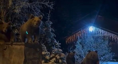 Uludağ'da Yerleşim Alanlarına İnen Ayılar Çöp Konteynerlerinde Görüntülendi