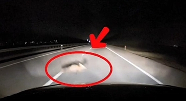 Bandırma Karacabey Yolunda Tilki Kazası