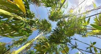 Kenevir Üretimi İçin Yeni Yönetmelik Yürürlükte: 21 İlde İzin Verildi