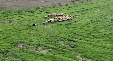 Küçükbaş Hayvancılığa Yeni Destek