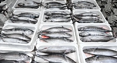 Marmara Denizi'nde Torik Bolluğu Tekirdağlı Balıkçıları Sevindirdi