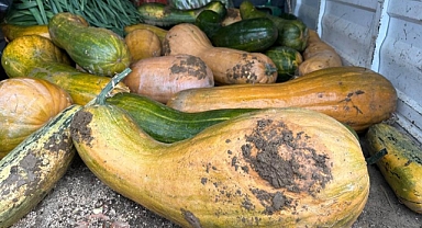 Osmangazi'de Ata Tohumuyla 30 Kiloluk Kıbrıs Bal Kabağı Yetiştirildi