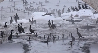Sivas’ta Dondurucu Soğuklara Rağmen Binlerce Karabatak Kızılırmak’ı Mesken Tuttu