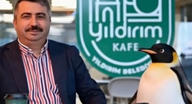 Sürüden Ayrılan Penguen Yıllar Sonra Tekrar Viral Oldu