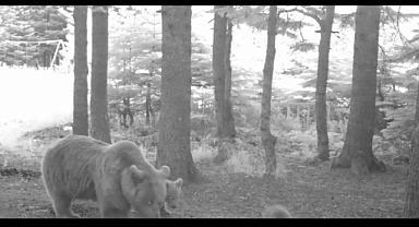 Uludağ’da bozayı ailesi fotokapana yakalandı