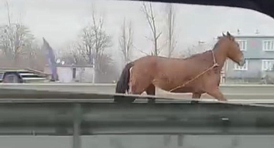 Bursa’da Başıboş At Trafikte Tehlike Oluşturdu