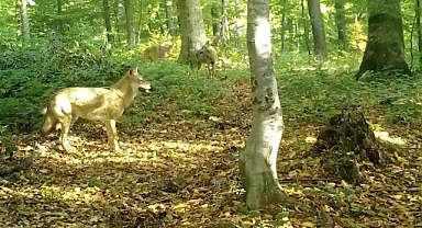 Bursa'da Kurtlar Fotokapana Yakalandı