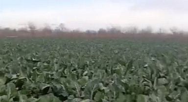 Bursa'da sağanak yağış tarımı vurdu