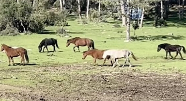 Bursa Ömeraltı Yaylası’nda Yılkı Atları Görsel Şölen Sundu