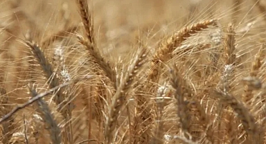 Dünya tahıl üretiminde rekor beklentisi