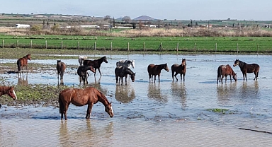 Karacabey’de Yarış Atlarının Bulunduğu Tavlalar Sular Altında
