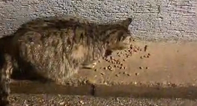 Kestel Belediyesi, Zor Durumdaki Minik Kediye Barınak Sağladı