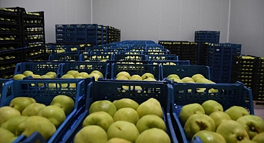 Kestel’e 400 Milyon Liralık Dev Meyve Tesisi Kuruluyor